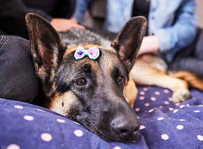 Buy stock photo Dog, calm and tired animal in a home on a bed ready for a nap in the morning with german shepherd. Rescue, foster puppy and love with duvet and cozy blanket with relax canine and pet lying in a house