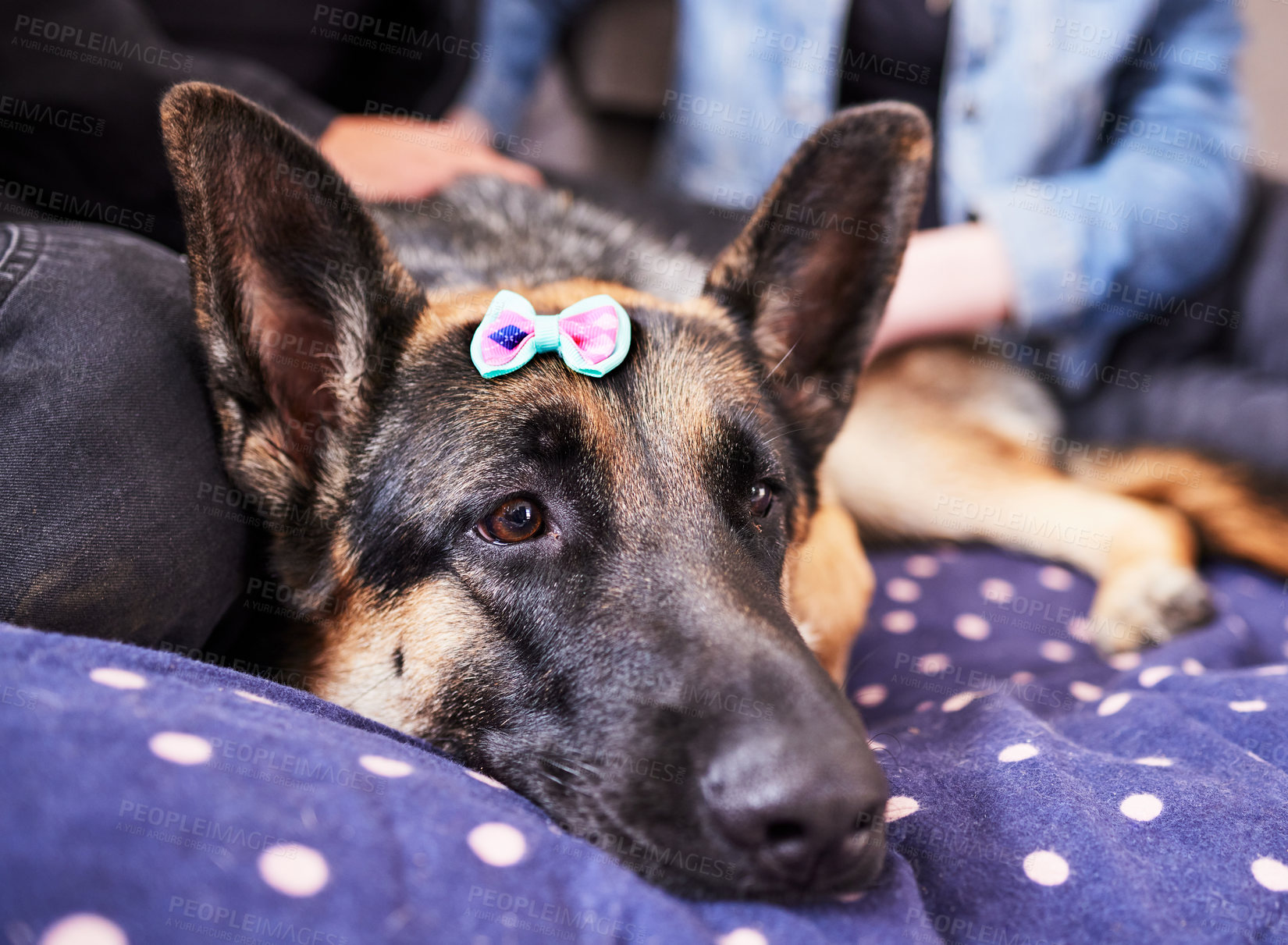 Buy stock photo Dog, calm and tired animal in a home on a bed ready for a nap in the morning with german shepherd. Rescue, foster puppy and love with duvet and cozy blanket with relax canine and pet lying in a house