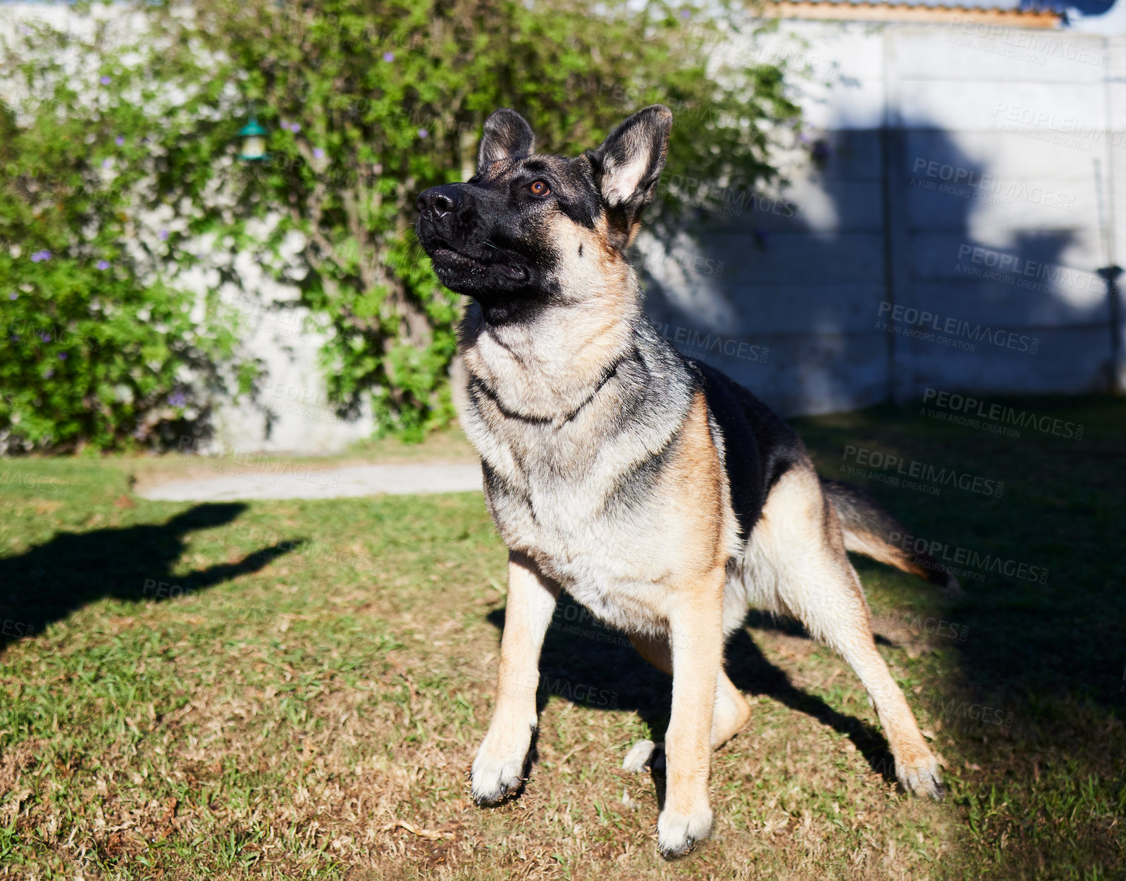 Buy stock photo Full length shot of an adorable German Shepherd playing outside during a day at home