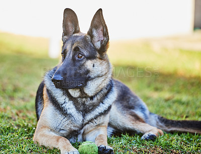 Buy stock photo Full length shot of an adorable German Shepherd lying on the grass outside during a day at home