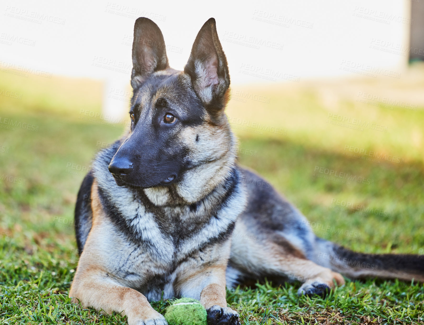 Buy stock photo Full length shot of an adorable German Shepherd lying on the grass outside during a day at home