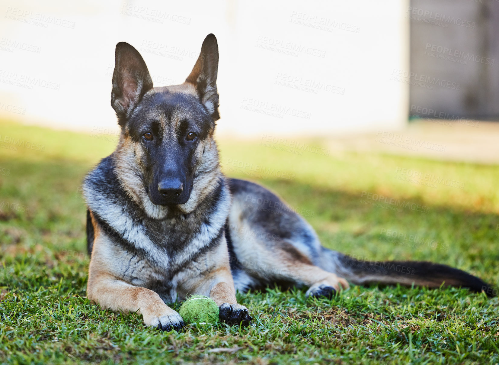 Buy stock photo Dog, garden and tennis ball with rescue, foster and German Shepherd pet on grass lawn with toy. Animal, home and backyard with calm and relax canine ready for fun and game in summer with fur