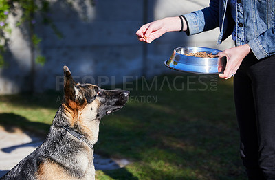 Buy stock photo Shot of an unrecognizable woman feeding her German Shepherd outside during the day