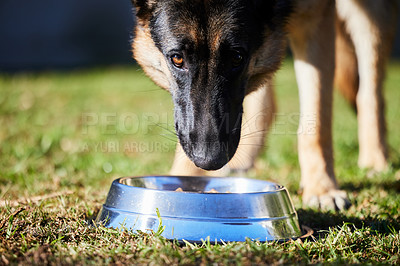 Buy stock photo Bowl, food and dog in backyard for diet, training and healthy nutrition for pets on grass. Hungry, eating and German Shepherd in garden for feeding, reward and trust for animal care, loyalty and love