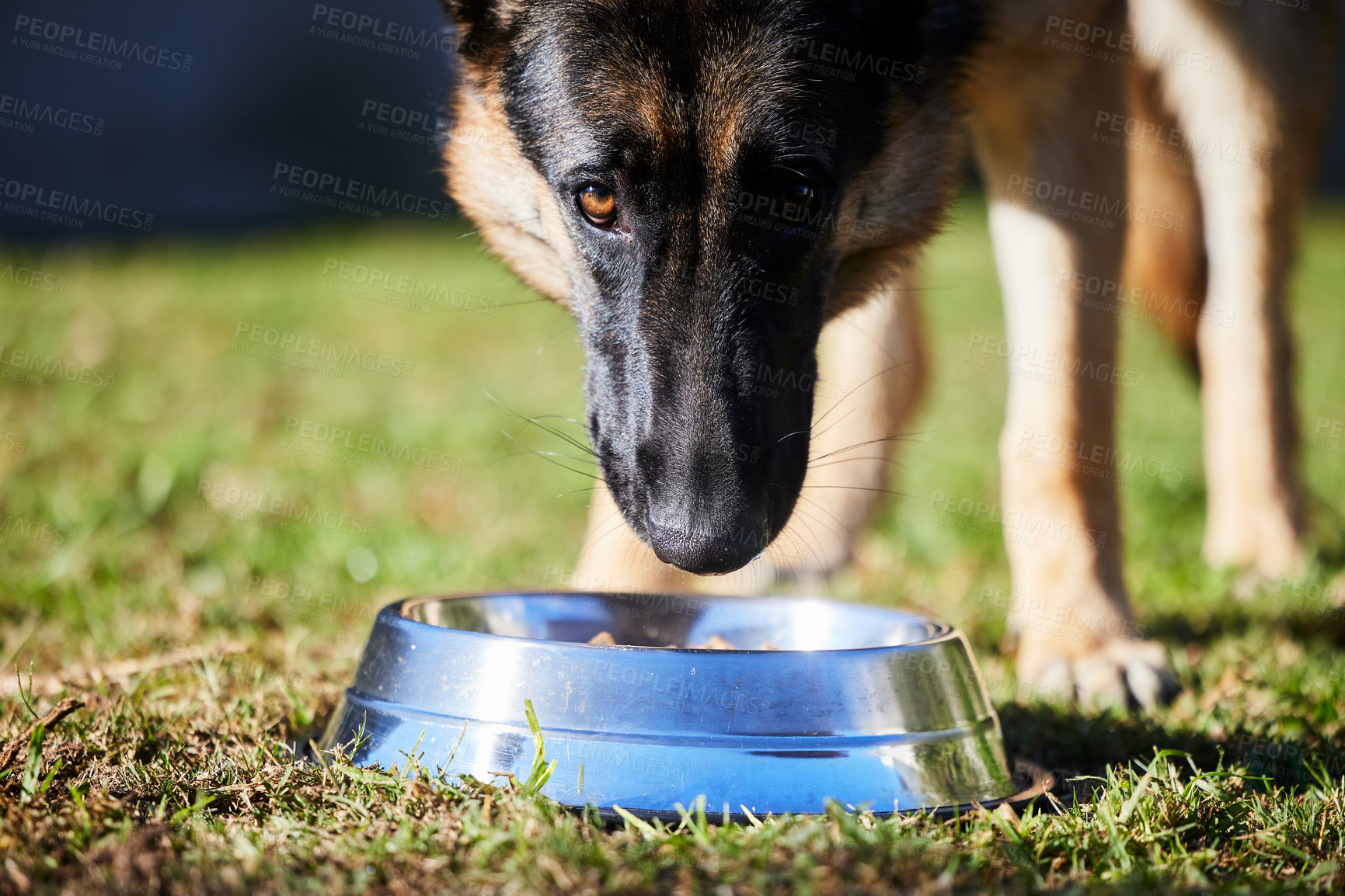 Buy stock photo Bowl, food and dog in backyard for diet, training and healthy nutrition for pets on grass. Hungry, eating and German Shepherd in garden for feeding, reward and trust for animal care, loyalty and love