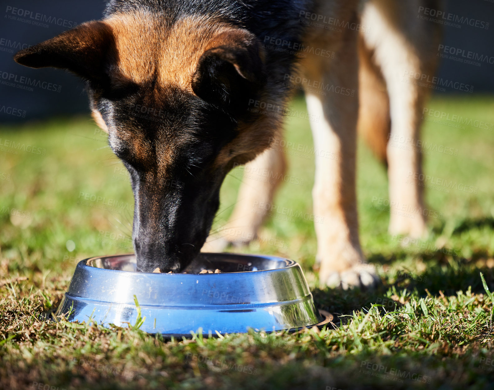 Buy stock photo Bowl, eating and dog in backyard for diet, training and healthy nutrition for pets on grass. Hungry, food and German Shepherd in garden for feeding, reward and trust for animal care, loyalty and love