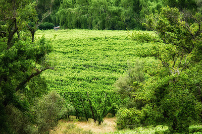 Buy stock photo A green nature view of a vineyard with grass, plants, and trees in the countryside. Natural farm and forest setting on a beautiful day in spring. A farming landscape field growing in harmony.