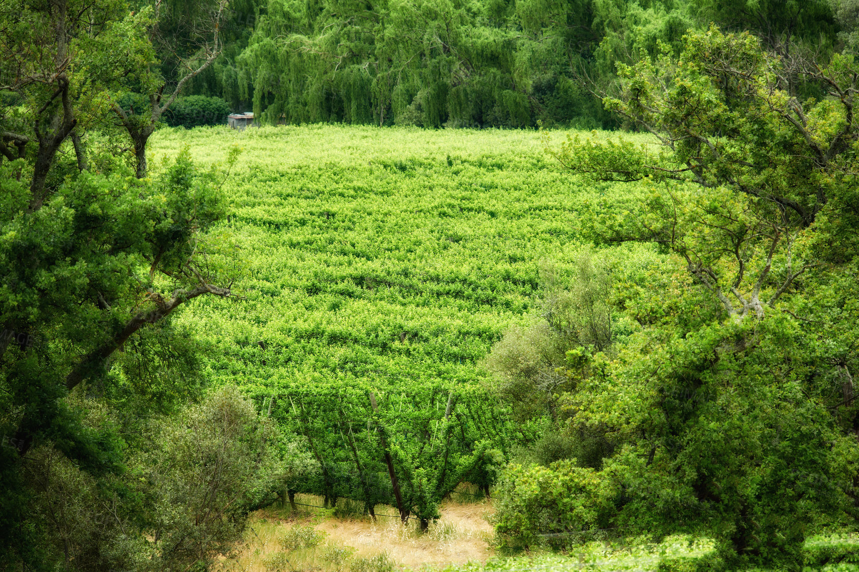 Buy stock photo A green nature view of a vineyard with grass, plants, and trees in the countryside. Natural farm and forest setting on a beautiful day in spring. A farming landscape field growing in harmony.