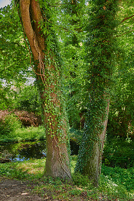 Buy stock photo A forest with tall trees covered in lush green leaves on a sunny summer day. Beautiful bright plants outdoors in nature on a spring day. The landscape of a scenic park near a pond