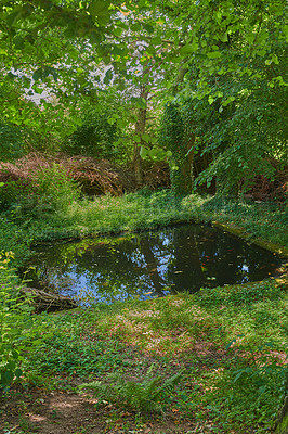 Buy stock photo Closeup of forest natural water. Isolated pond around nature with green trees surrounding grass and leaves in sandy soil. Outdoor square private lake in a lively environment.