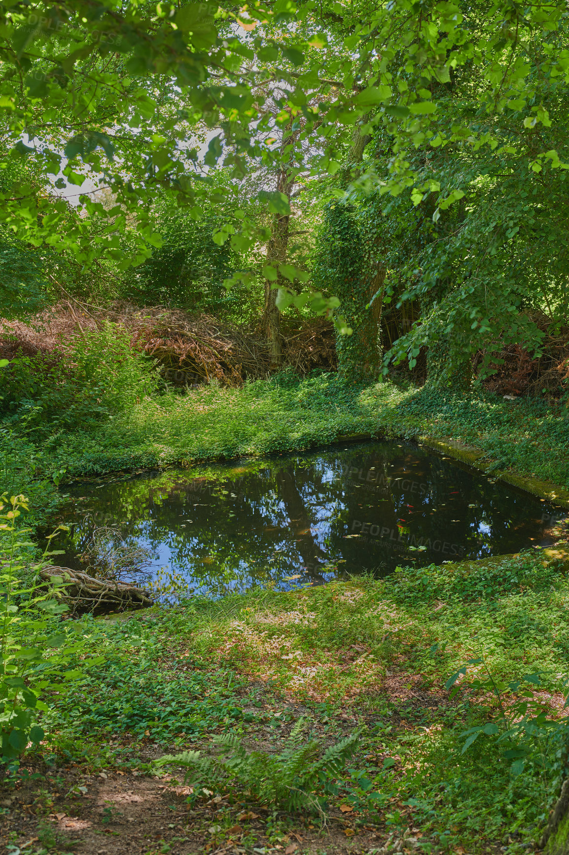 Buy stock photo Closeup of forest natural water. Isolated pond around nature with green trees surrounding grass and leaves in sandy soil. Outdoor square private lake in a lively environment.