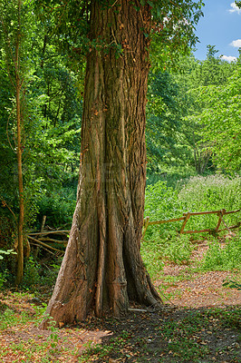 Buy stock photo Big old tree trunk in a forest. Remote woodland in spring with green grass, plants, and bushes growing in between trees. Discovery deep in the empty woods in a wild and vibrant nature environment