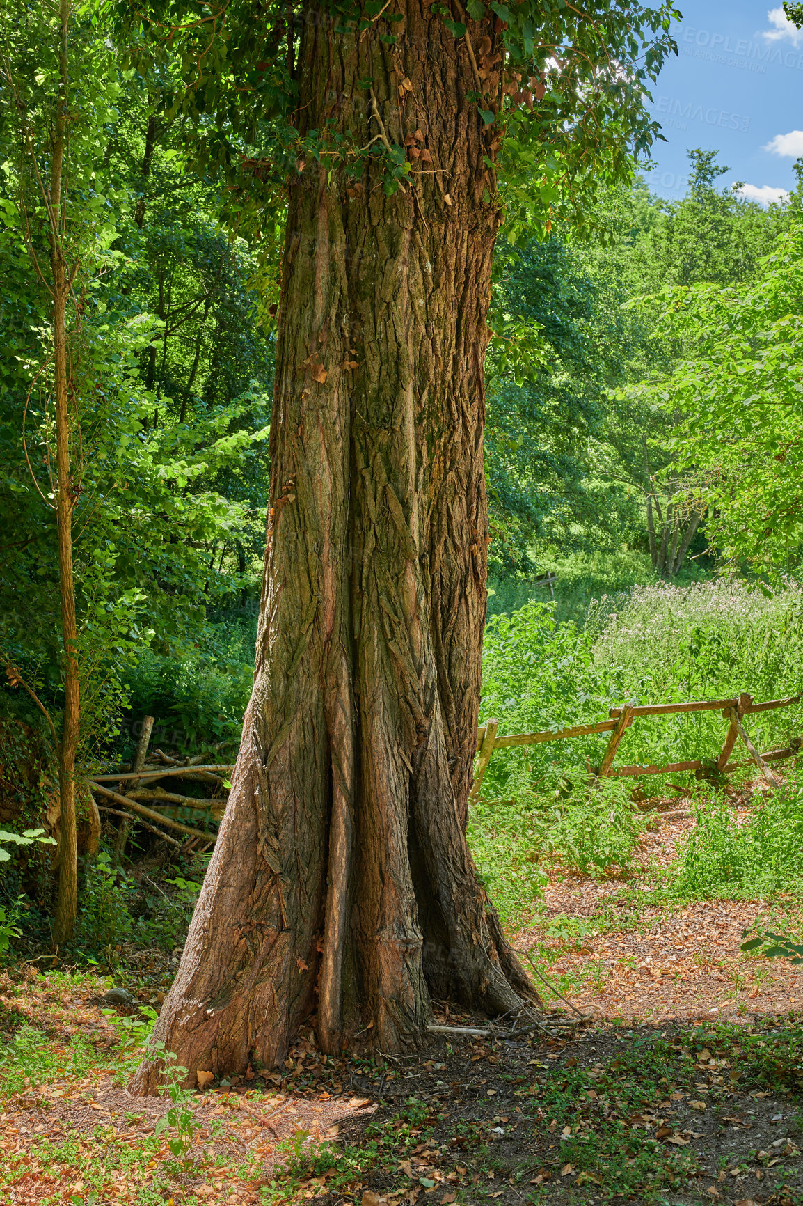 Buy stock photo Big old tree trunk in a forest. Remote woodland in spring with green grass, plants, and bushes growing in between trees. Discovery deep in the empty woods in a wild and vibrant nature environment
