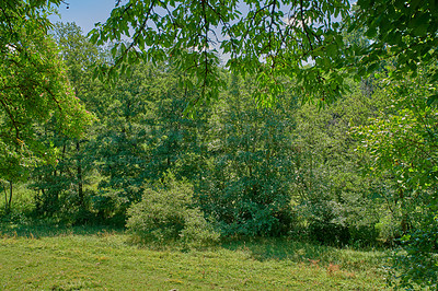 Buy stock photo Landscape view of bright green trees in a forest or park on a sunny summer day. Beautiful secluded and uncultivated bush growing outdoors in nature during spring. Peaceful land with lush foliage