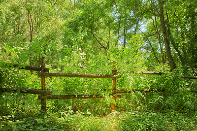 Buy stock photo Green tree leaves growing over a fence in summer sunlight. Empty magical landscape of bright trees with leafy plant growth in a rural countryside hedgerow. Outdoor nature foliage near a forest