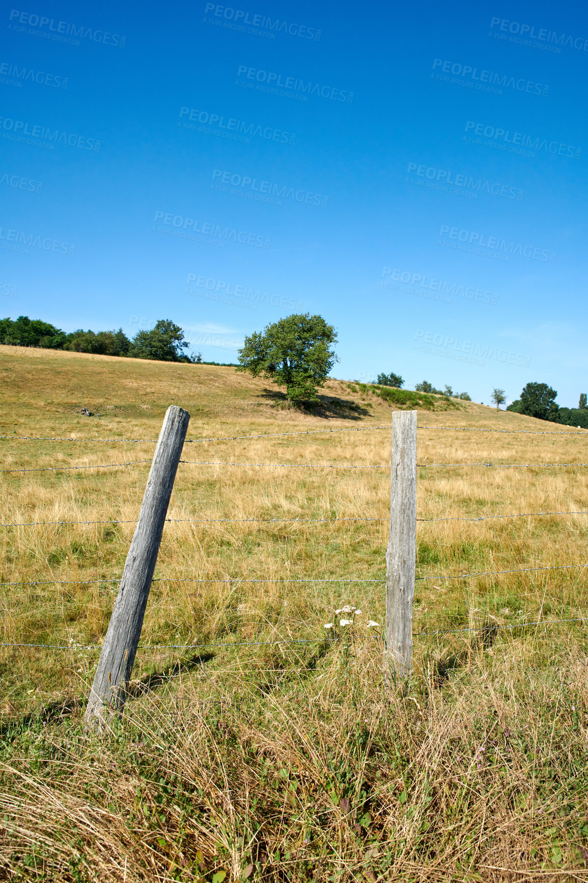 Buy stock photo Lush green grass in nature in the countryside on a quiet sunny morning. Sustainable, organic rural landscape of  lawn and trees on a field. Peaceful fresh air on a calming, soothing farm