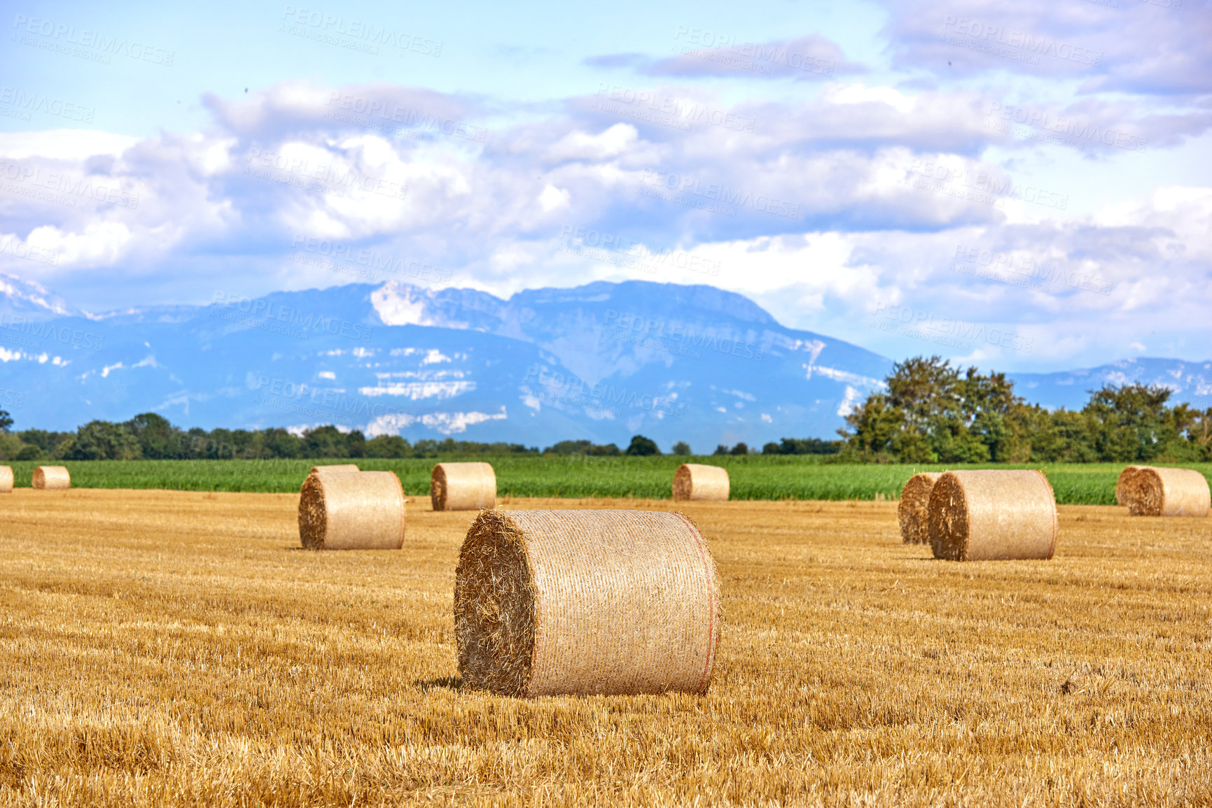 Buy stock photo Beautiful wheat, hay and straw farm field in summer on the countryside, farmland with a mountain, trees and cloudy blue sky background. Landscape of round haystacks after farming with copy space