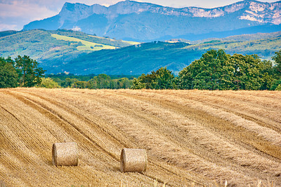 Buy stock photo Round hay bales of straw rolled on agricultural farm pasture and grain estate after harvesting wheat, rye or barley. Landscape view of mountain background, forest and copy space of rural Lyon, France