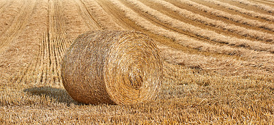 Buy stock photo Round hay bale of rolled straw on agricultural farm pasture and grain estate after harvesting wheat, rye or barley. Landscape view of a ploughed field and copy space background of a rural environment