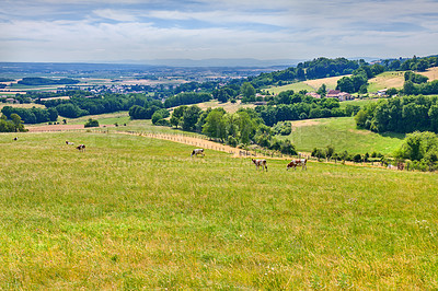 Buy stock photo Cows grazing on grass field of lush farmland between trees in rural countryside. Bovine livestock eating grass on a peaceful and quiet nature landscape in France. Organic and free range meat industry