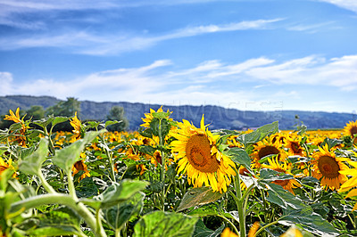 Buy stock photo Closeup of a field of yellow sunflowers growing outside in a colorful landscape on a sunny day in summer in France. Stunning agricultural farm land near against a blue sky in rural Lyon countryside