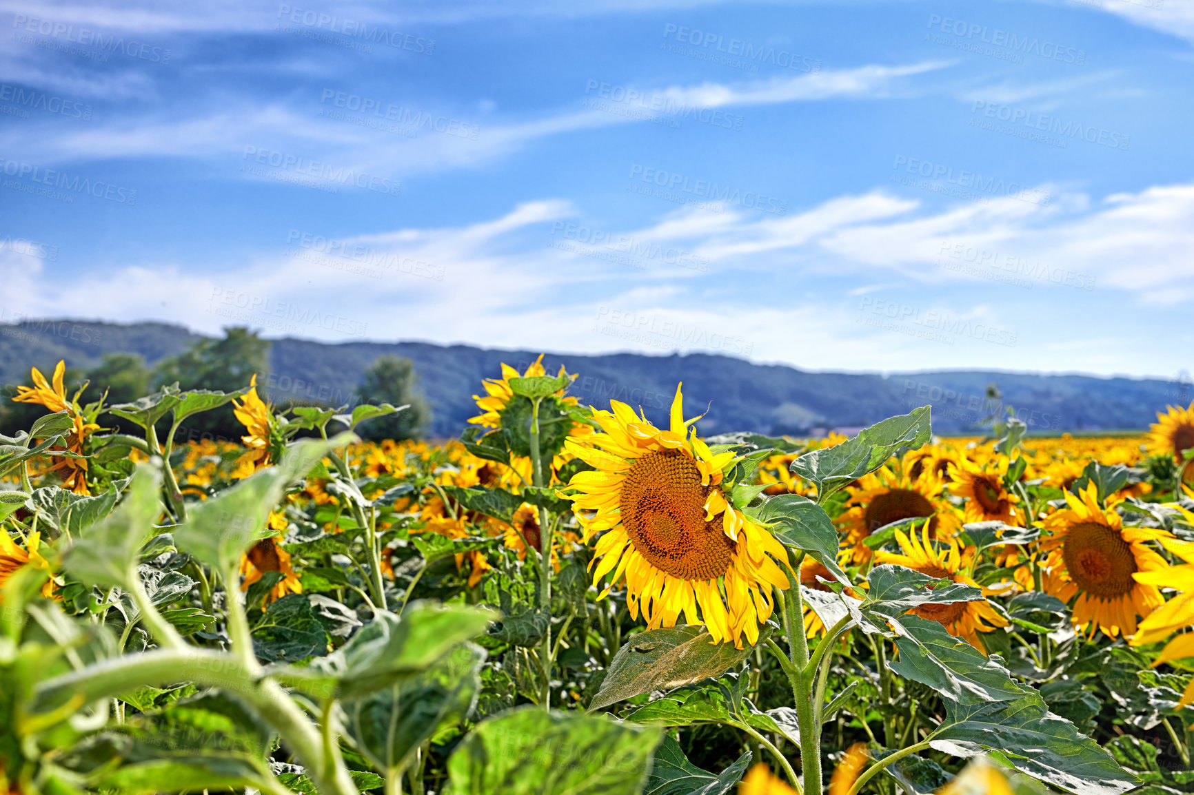 Buy stock photo Closeup of a field of yellow sunflowers growing outside in a colorful landscape on a sunny day in summer in France. Stunning agricultural farm land near against a blue sky in rural Lyon countryside