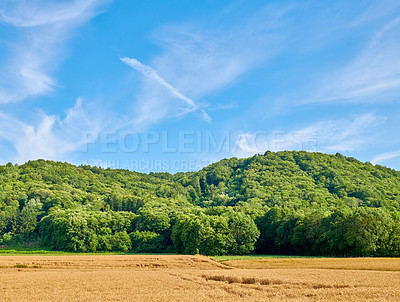 Buy stock photo Green nature view of trees and an open barley field with a blue sky background. Beautiful farming scene of a relaxing summer day on a farm. Natural landscape view of a forest in the countryside.