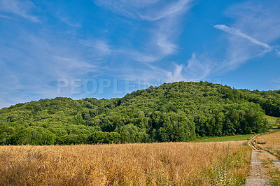 Buy stock photo Field of wheat with dense green forest against a blue sky background with copy space. Scenic landscape of nature with golden grain being cultivated for harvest near quiet woodlands in Lyon, France