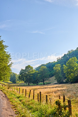 Buy stock photo Yellow wheat field near a dirt road and forest with a blue sky background and copy space. Cultivated farming land with dry grass pasture for growing crops. Natural countryside environment in spring