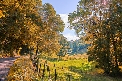Buy stock photo Autumn countryside road on a farm land. Yellow trees landscape on sustainable agriculture farmland with grazing animals on green pasture in fall. Street traveling through stunning nature environment