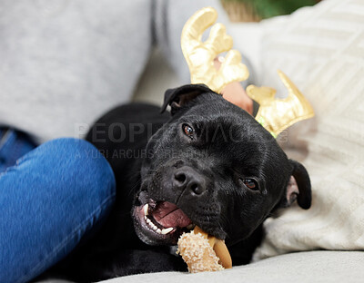 Buy stock photo Dog, Christmas and home with owner, love and celebration in lounge or living room. Pet, festive holiday and comfort for cute, best friend and animal bonding with reindeer costume for vacation fun 