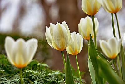 Buy stock photo Beautiful white tulips in my garden in early springtime