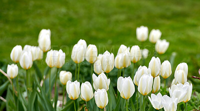 Buy stock photo Beautiful white tulips in my garden in early springtime