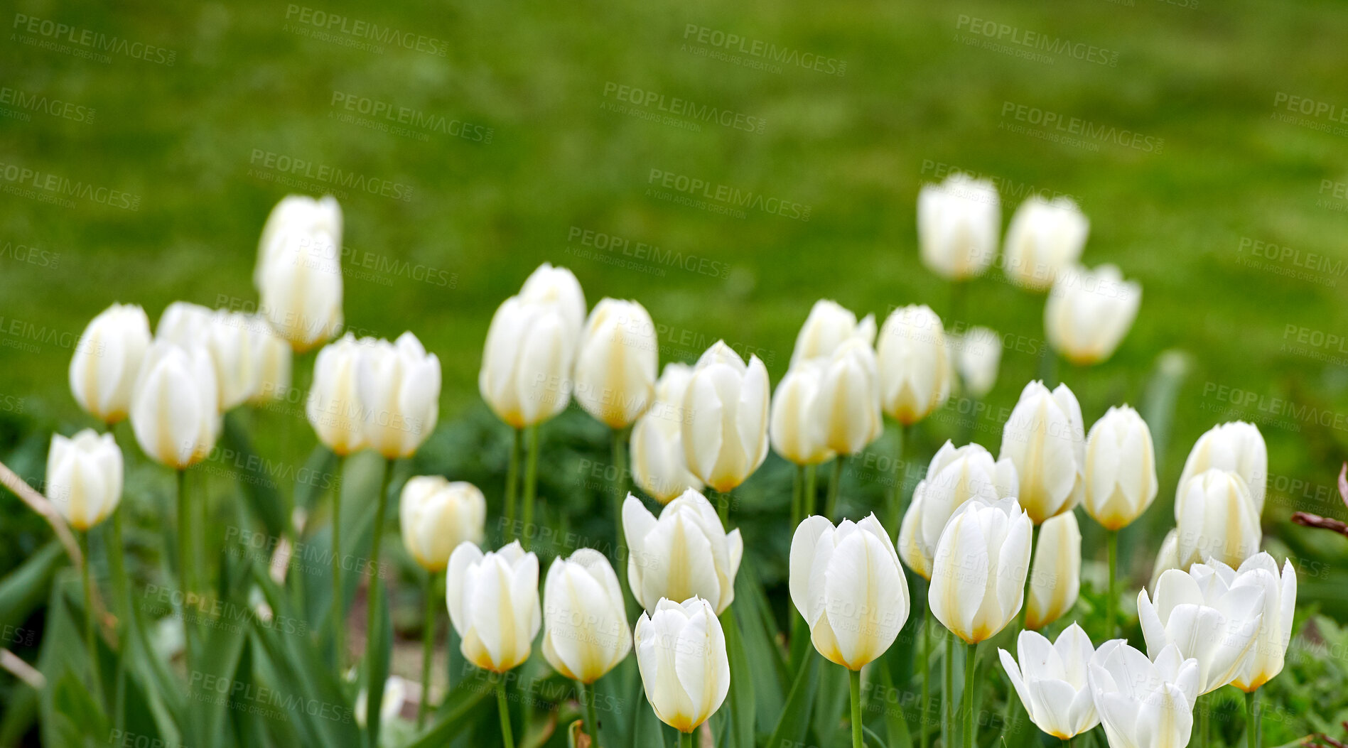 Buy stock photo Beautiful white tulips in my garden in early springtime