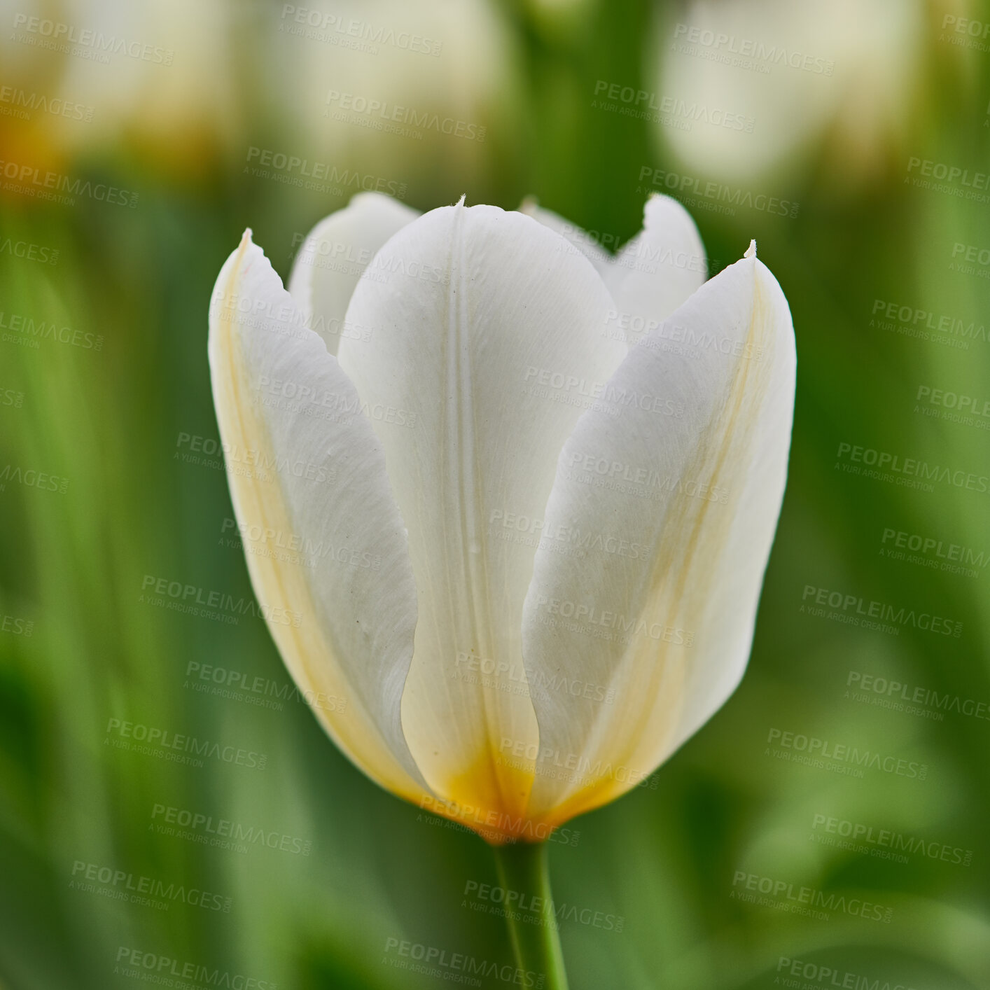 Buy stock photo Beautiful white tulips in my garden in early springtime