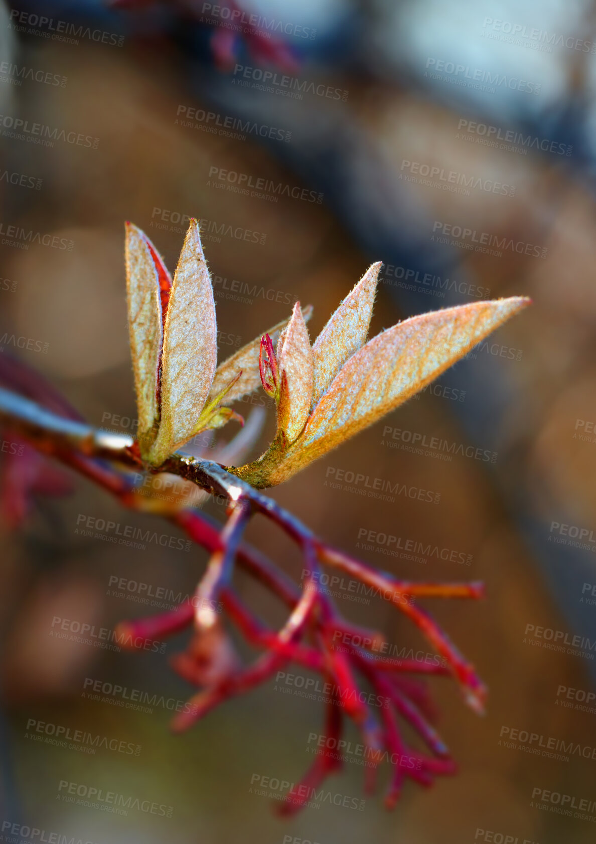 Buy stock photo Tree, branch and environment with leaf in nature for growth, sustainability and spring season. Botany, outdoor and foliage with plant in woodlands for ecology, forest and conservation park or reserve