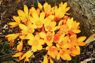 Buy stock photo Above view of yellow crocus flowers growing in mineral rich and nutritious soil in a private, landscaped and secluded home garden. Textured closeup detail of budding plants in a backyard or nursery