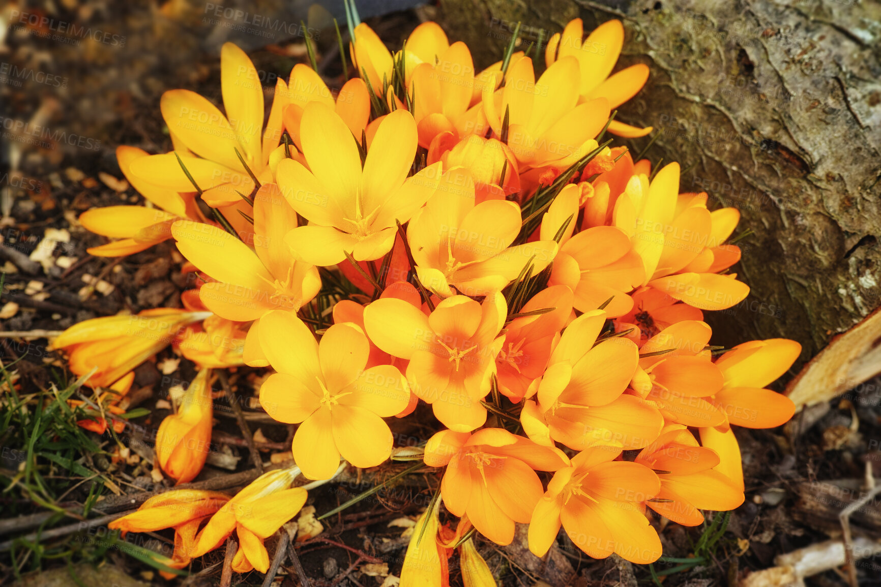 Buy stock photo Above view of yellow crocus flowers growing in mineral rich and nutritious soil in a private, landscaped and secluded home garden. Textured closeup detail of budding plants in a backyard or nursery