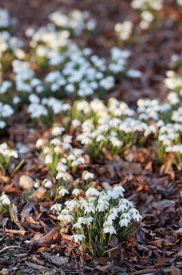 Buy stock photo Garden with Galanthus Nivalis flowers growing on a sunny spring day. Vibrant white plants bloom outdoors in nature or in a park. Decorative foliage blossoming in sustainable or fertile soil