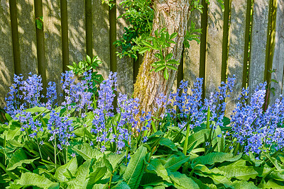 Buy stock photo Closeup of colorful purple flowers growing in a garden. Spanish bluebell or hyacinthoides hispanica blossoming in nature during spring. Perennial plant with vibrant petals thriving in a peaceful park