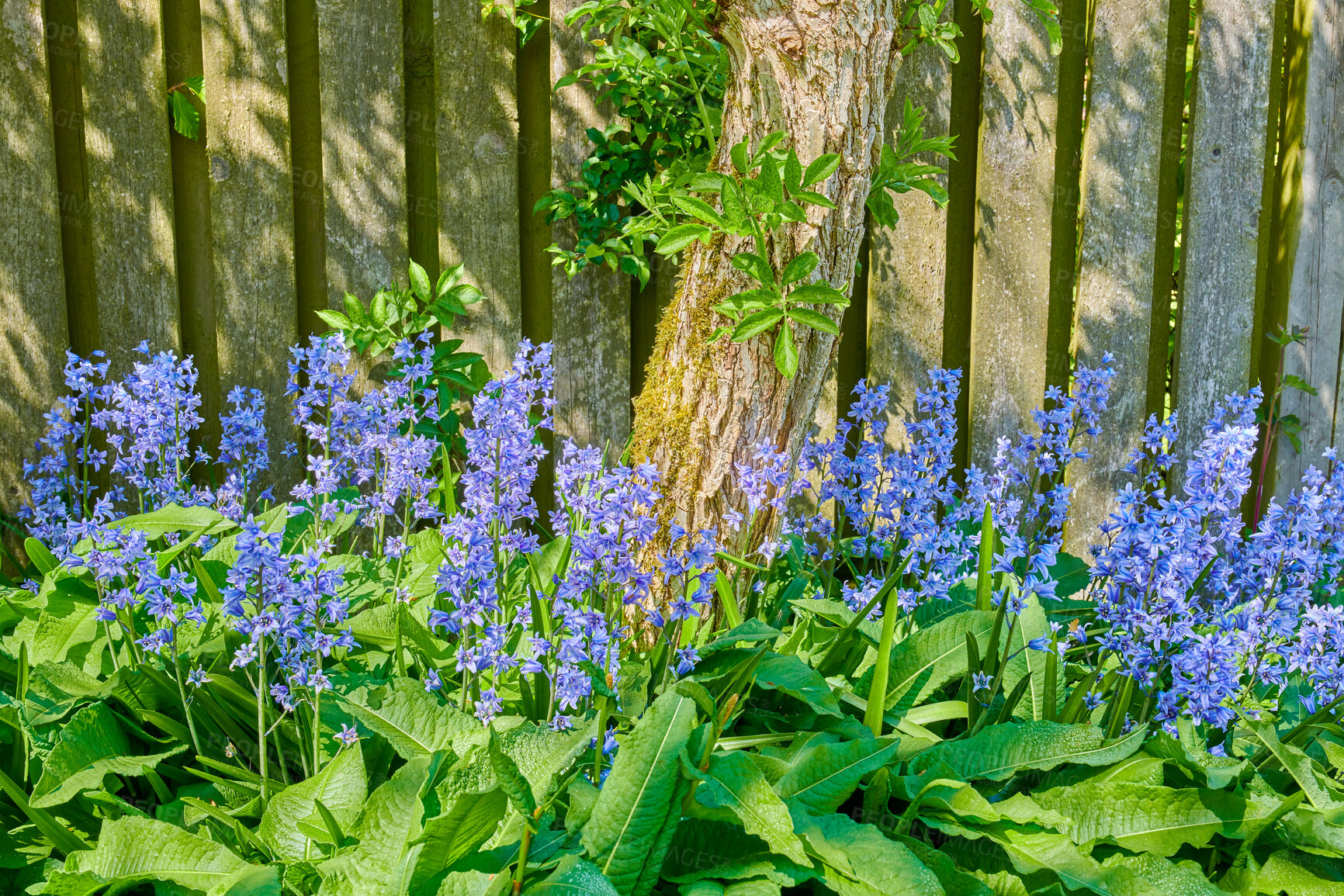 Buy stock photo Closeup of colorful purple flowers growing in a garden. Spanish bluebell or hyacinthoides hispanica blossoming in nature during spring. Perennial plant with vibrant petals thriving in a peaceful park