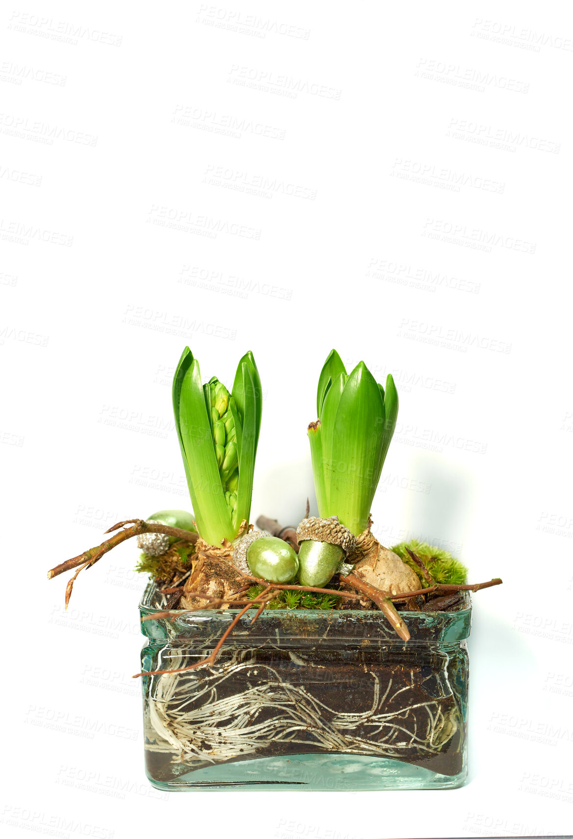 Buy stock photo Natural plant arrangement of green flower buds isolated on white background. Rustic living bouquet of hyacinth bulbs growing in clear glass with moss and twigs for unique present or mothers day gift