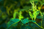 Rose bud in springtime