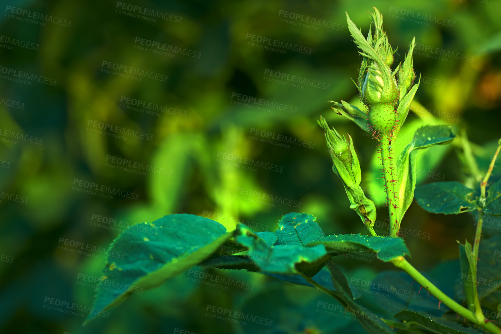 Buy stock photo Closeup of a baby rose getting ready to bloom in spring. A budding flower growing out from the ground. A flowering plant outside in a formal garden or yard. Nature brings new life every season