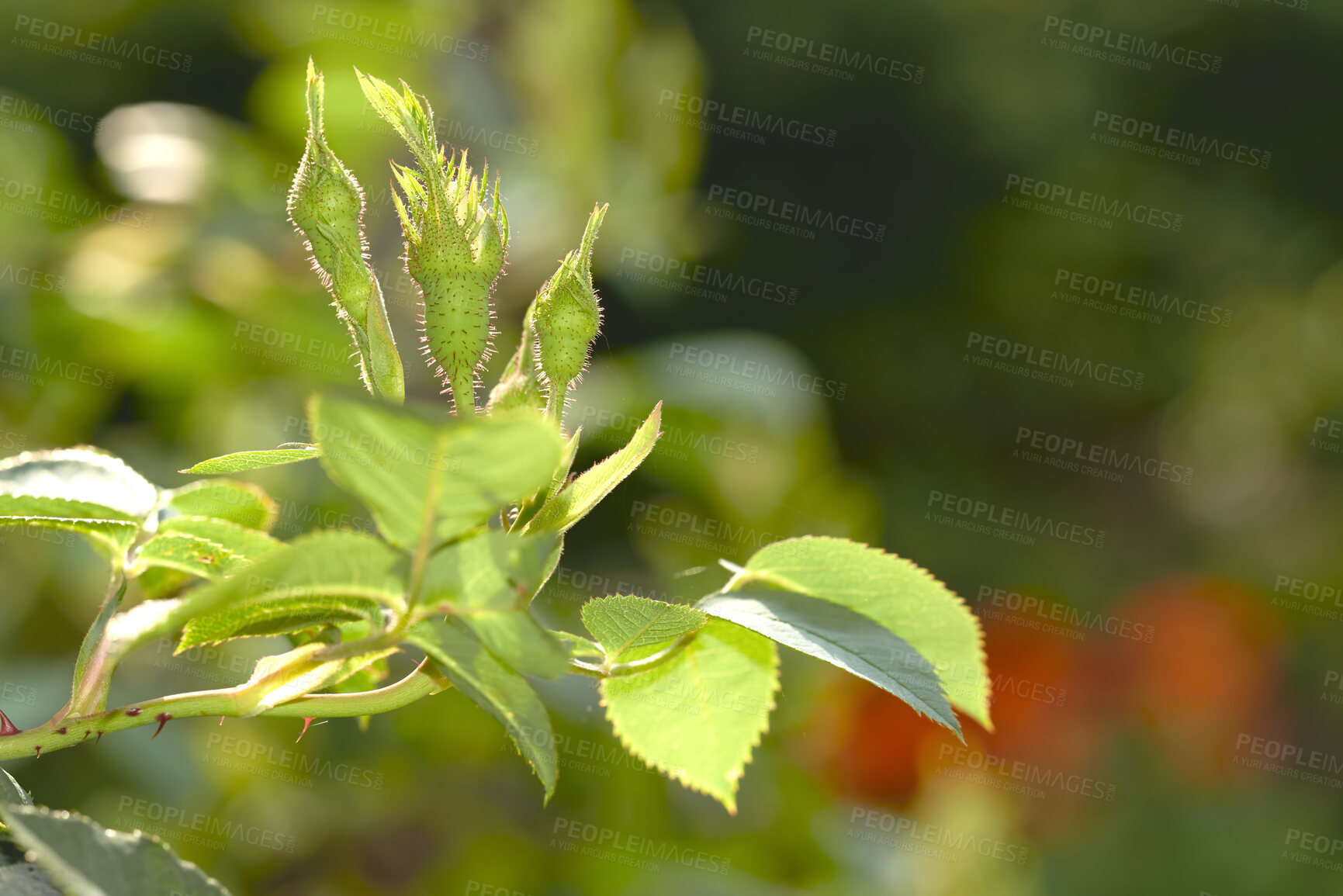 Buy stock photo Springtime bud ready to grow