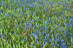 Blue wild flower in farmland