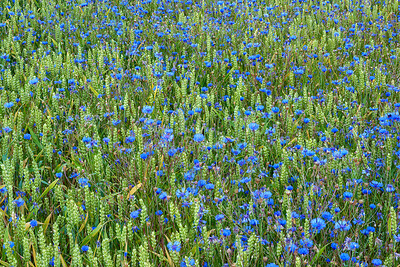 Blue wild flower in farmland