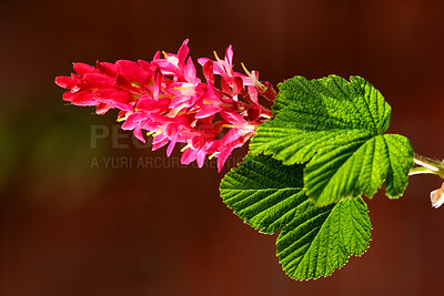 Buy stock photo Colorful pink flowers growing in a garden. Closeup of beautiful ribes sanguineum or red flowering currants with bright petals from the gooseberry species blooming and blossoming in nature in spring