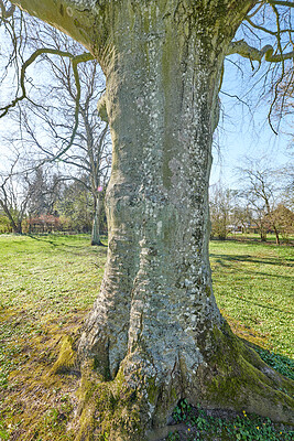 Buy stock photo Huge tree in early spring