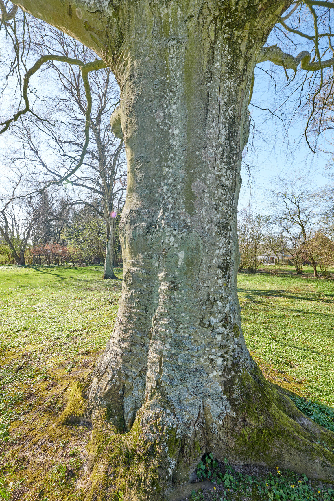 Buy stock photo Huge tree in early spring